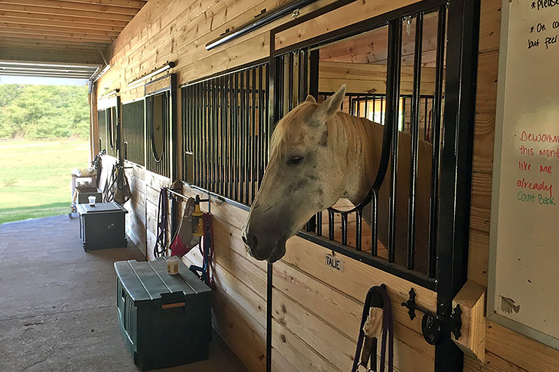 Inside Stalls for 36 x 76 Modular Horse Barn